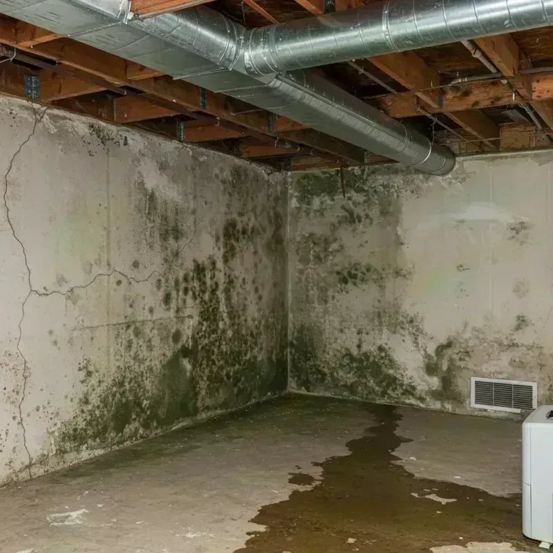 Professional Mold Removal in Summit, IL